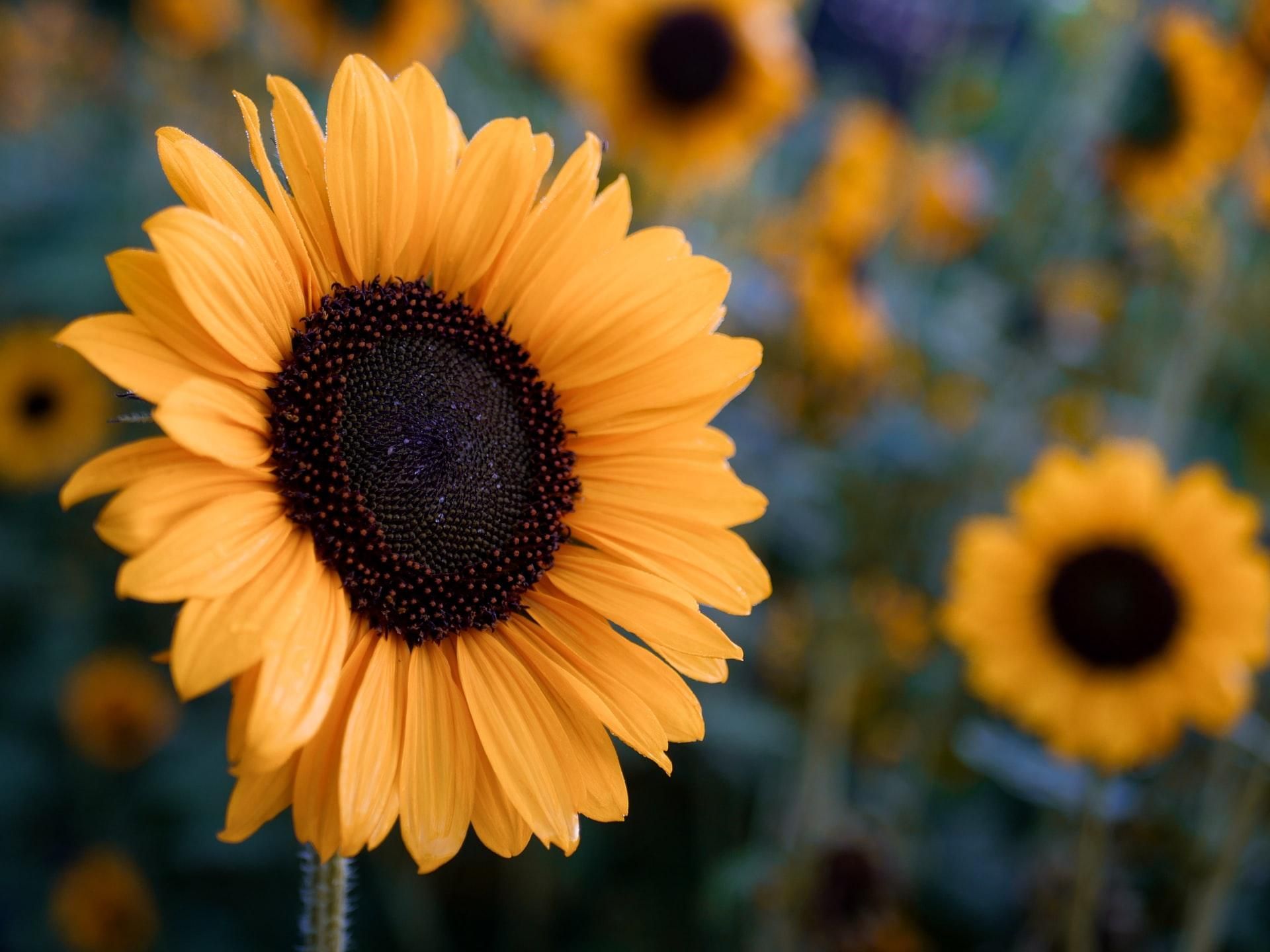 12 октября 2021 – какой праздник сегодня и что нельзя делать 12 октября 2021 – какой праздник сегодня и что нельзя делать