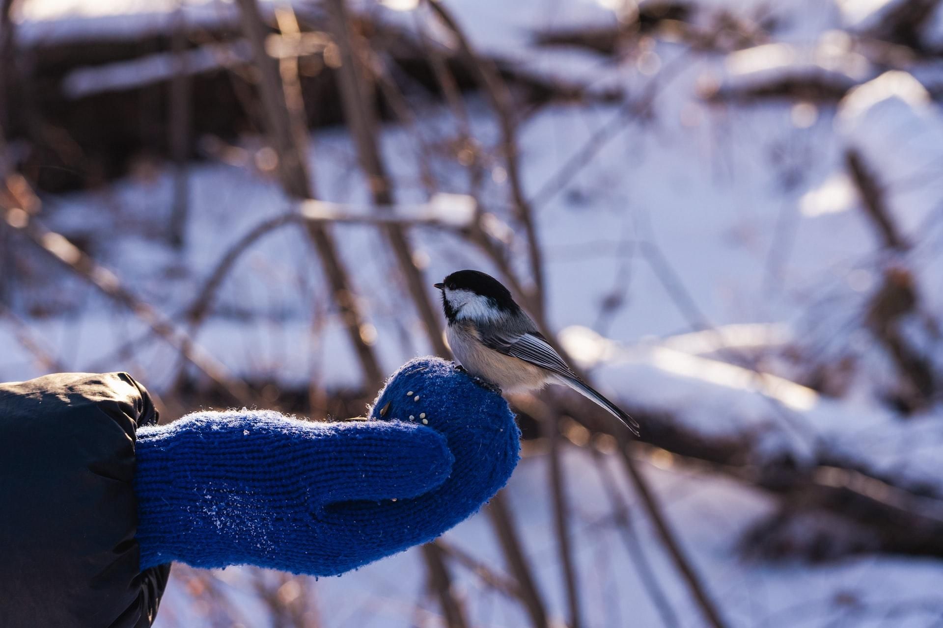 31 января 2022 – какой праздник сегодня и что нельзя делать 31 января 2022 – какой праздник сегодня и что нельзя делать
