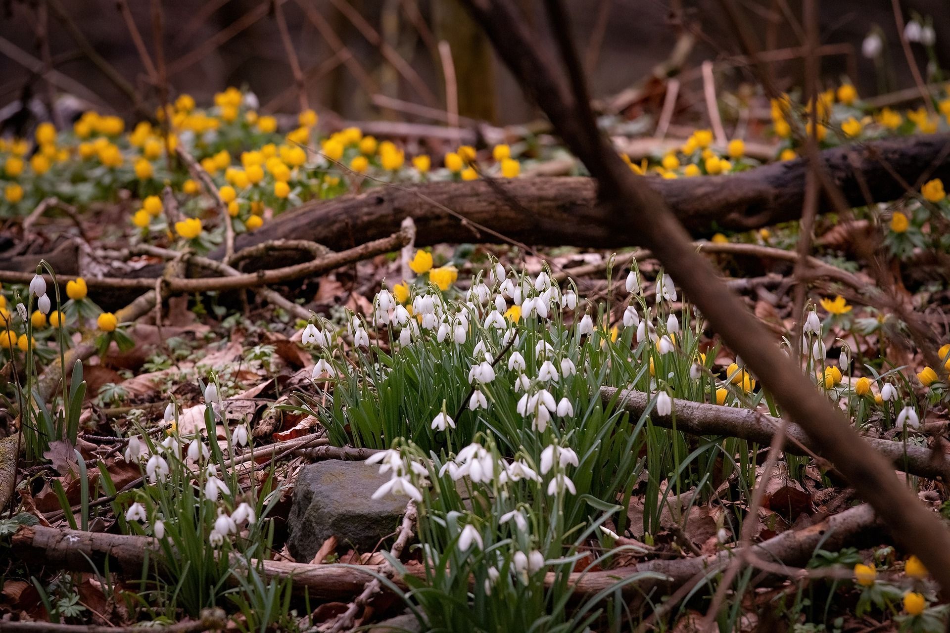 3 березня – яке сьогодні свято і що не можна робити у цей день - Традиції 3 березня – яке сьогодні свято і що не можна робити у цей день - Традиції