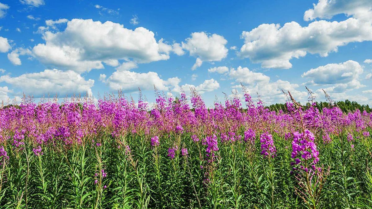 Выходные в мае 2022 года в Украине – календарь праздников, как отдыхаем Выходные в мае 2022 года в Украине – календарь праздников, как отдыхаем